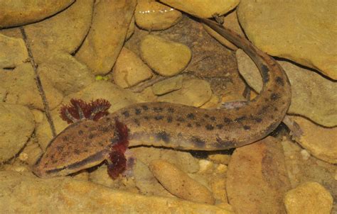 ¡Conoce la magia del Mudpuppy! Un anfibio acuático que respira por sus pliegues cutáneos como un pulmón externo.