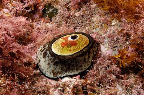  Keyhole Limpet: Un Animal Que Excava Túneles Y Despliega Sus Tentáculos!