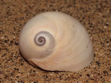  Polinices! ¿Un Caracol Con Un Estilo De Vida Tan Curioso Como Su Nombre?