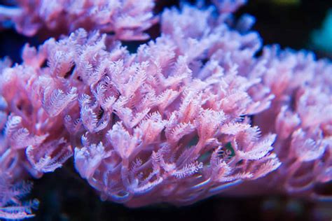  Xenia: Un Coral de Colores Brillantes Que Bailan al Ritmo del Océano!