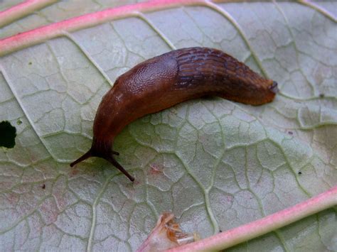  Babosas de la Tierra: ¡Descubre las curiosidades de estos pequeños habitantes del suelo! 