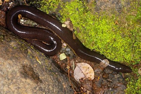  Caecilian: A Legless Wonder Slithering Through Underground Tunnels!