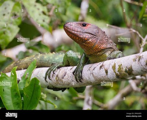  Caimán: ¿Un Lagarto Gigante Con Piel De Armadura Que Habita En Aguas Tropicales?