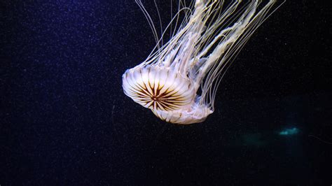  Doliolum: ¡Descubriendo el encanto gelatinoso de este invertebrado marino transparente!