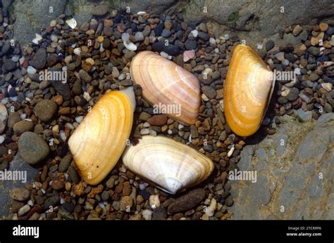  Donax: Un molusco bivalvo que desafía la lógica de las mareas!