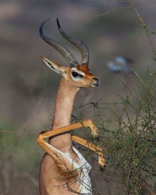  ¿Gerenuk: El mamífero con cuello de jirafa que desafía la gravedad?