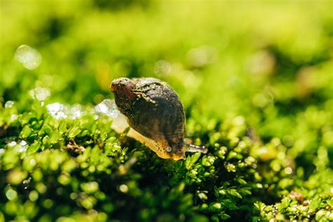  Limacia: ¡Descubre este caracol marino con un apetito voraz por las algas!