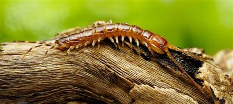  Lithobius: ¡Descubre el asombroso mundo de estos depredadores nocturnos con patas infinitas!