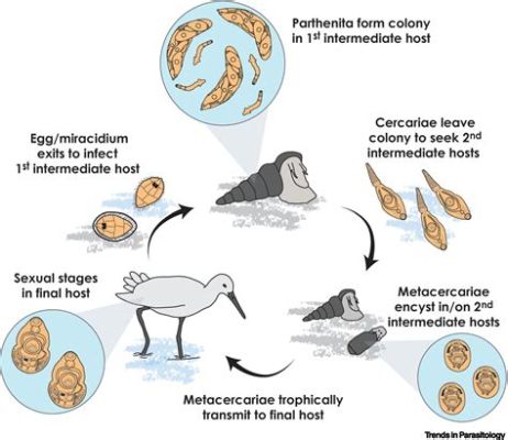 Neodermous trematodes: Parasitic worms with complex life cycles that often involve multiple hosts!