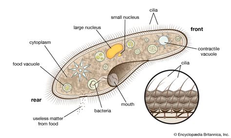 Ochromonas - ¡Un Microorganismo Fascinante que Nada con Cilios y Produce su Propia Comida!