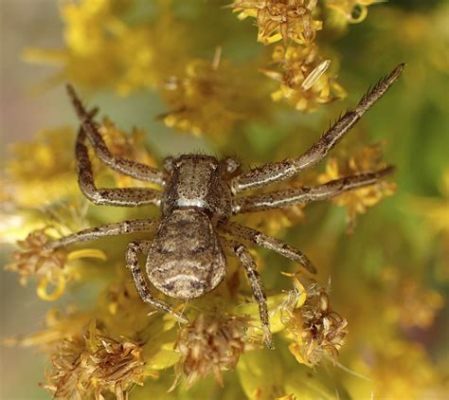  Xysticus: ¿Un Maestro de la Espera en el Mundo de las Arañas Cazadoras?