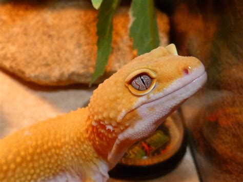 Yellow-Eyed Gecko: ¿Un Pequeño Dragón Con Ojos De Oro Que Escapa Del Sol?