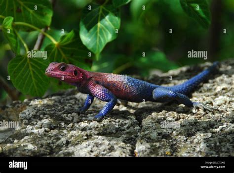  Yellow-Spotted Lizard: ¡Descubra los secretos de este reptil camuflado con un diseño asombroso!